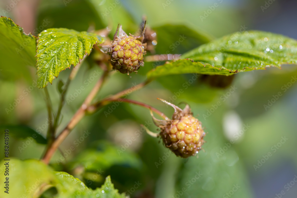 raspberry bush in the garden before the berries ripen