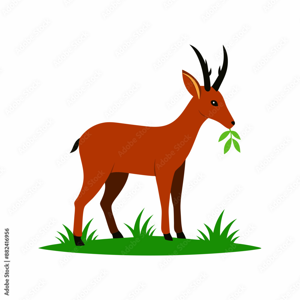 Chamois eat grass white background Chamois eat grass white background