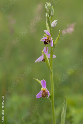 Canvastavla Bee Orchid (Ophrys apifera) flowering in a meadow