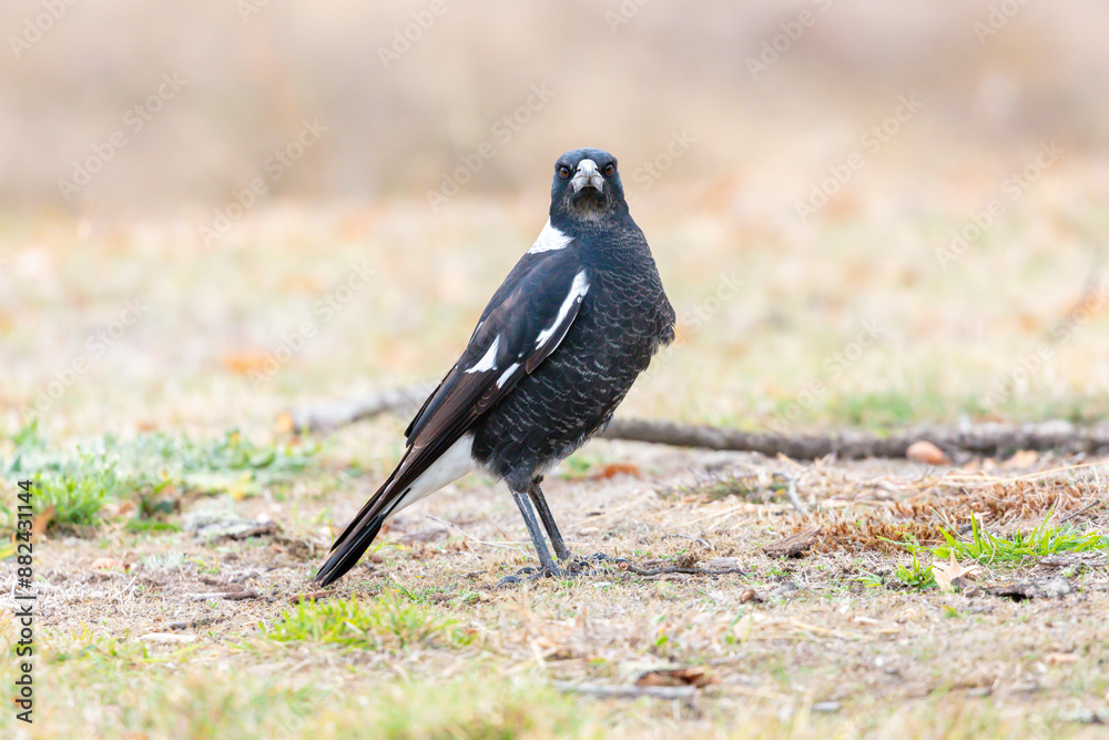Obraz premium Photograph of a black and white Australian Magpie bird foraging for food on the ground in the regional town of Talbingo in the Snowy Mountains in New South Wales in Australia.