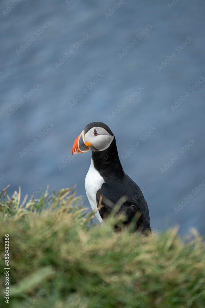 Naklejka premium Close-up of a puffin standing on a grassy cliff with a blurred blue ocean background.