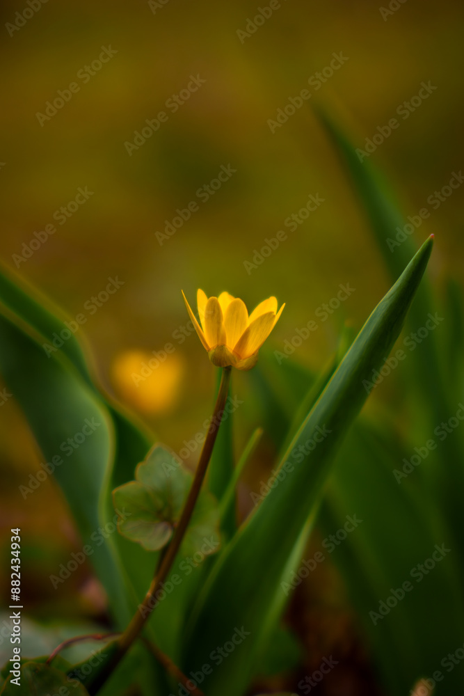 Yellow flower close up. Waking up nature. Spring flowers Yellow flower close up. Waking up nature. Spring flowers