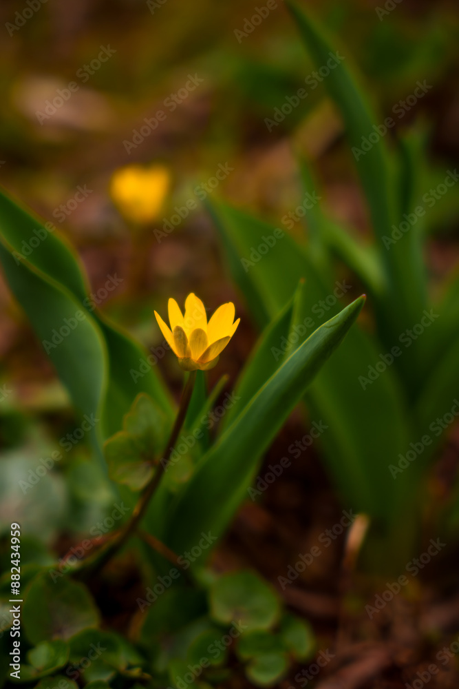 Yellow flower close up. Waking up nature. Spring flowers Yellow flower close up. Waking up nature. Spring flowers