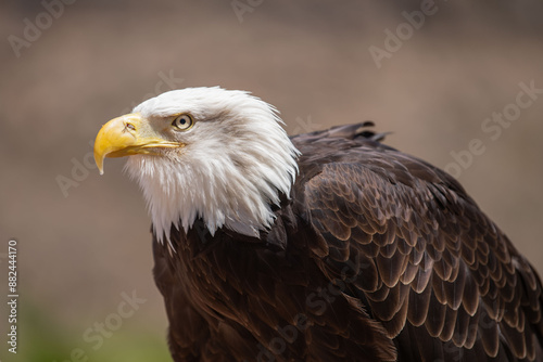 Profile portrait of a Bald Eagle (Haliaeetus leucocephalus) The national emblem of the United States
