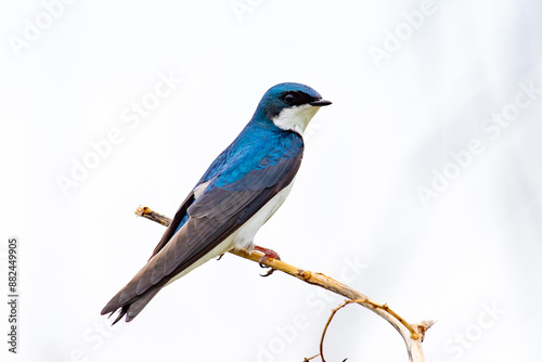 Tree Swallow