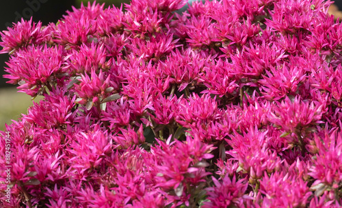 Teppich-Fettblatt (Sedum spurium)