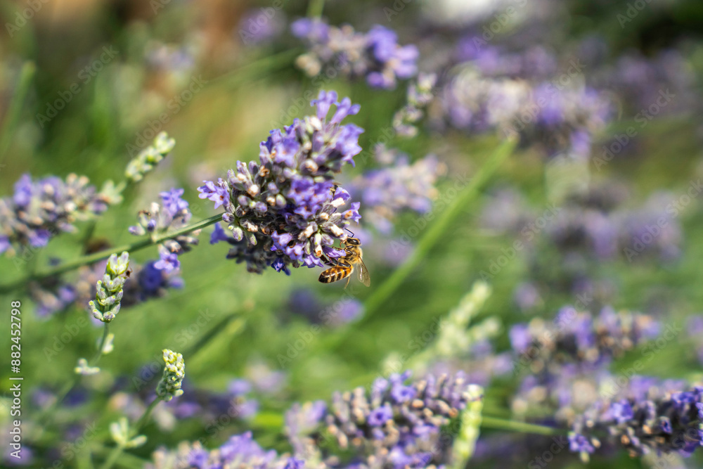 Close-Up of Bees Collecting Nectar from Blossoming Plants in lush green nature showing balanced ecosystem Close-Up of Bees Collecting Nectar from Blossoming Plants in lush green nature showing balanced ecosystem