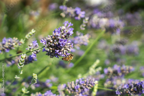 Close-Up of Bees Collecting Nectar from Blossoming Plants in lush green nature showing balanced ecosystem