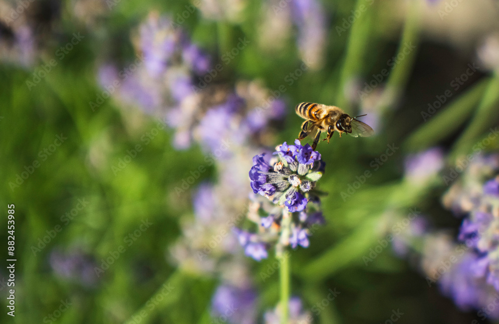 Close-Up of Bees Collecting Nectar from Blossoming Plants in lush green nature showing balanced ecosystem Close-Up of Bees Collecting Nectar from Blossoming Plants in lush green nature showing balanced ecosystem