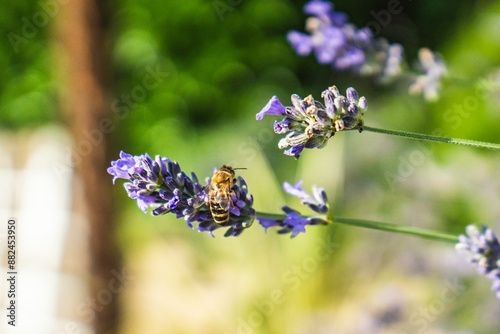 Close-Up of Bees Collecting Nectar from Blossoming Plants in lush green nature showing balanced ecosystem