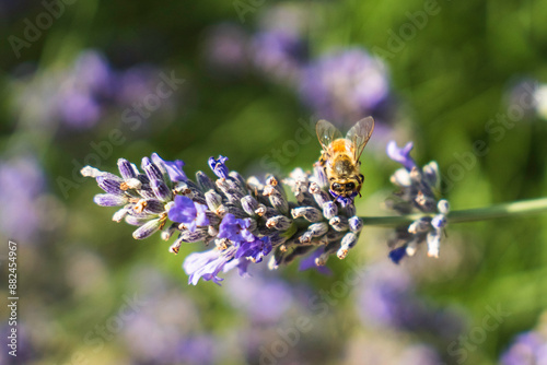 Close-Up of Bees Collecting Nectar from Blossoming Plants in lush green nature showing balanced ecosystem