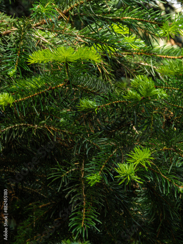 fir tree leaves