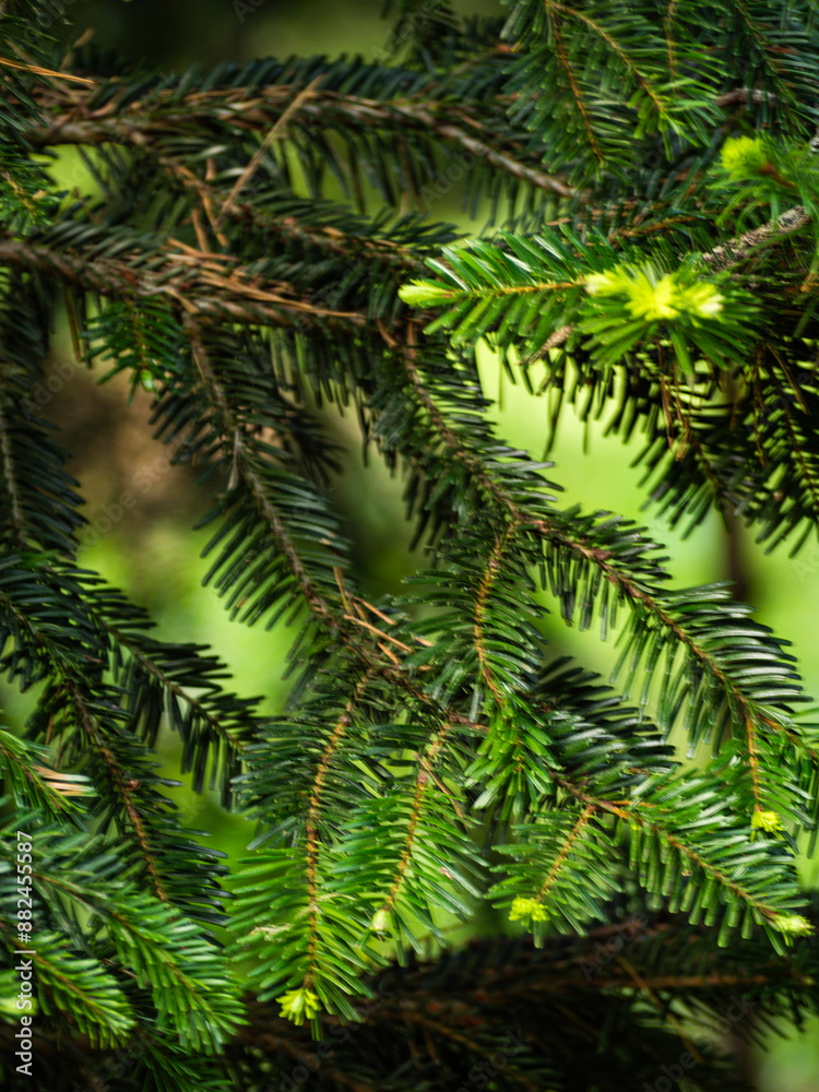fir tree leaves fir tree leaves