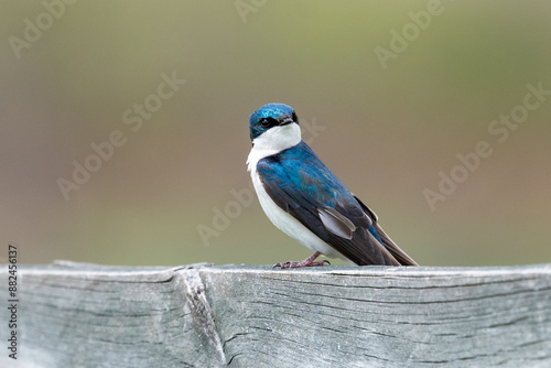 Tree swallow 1