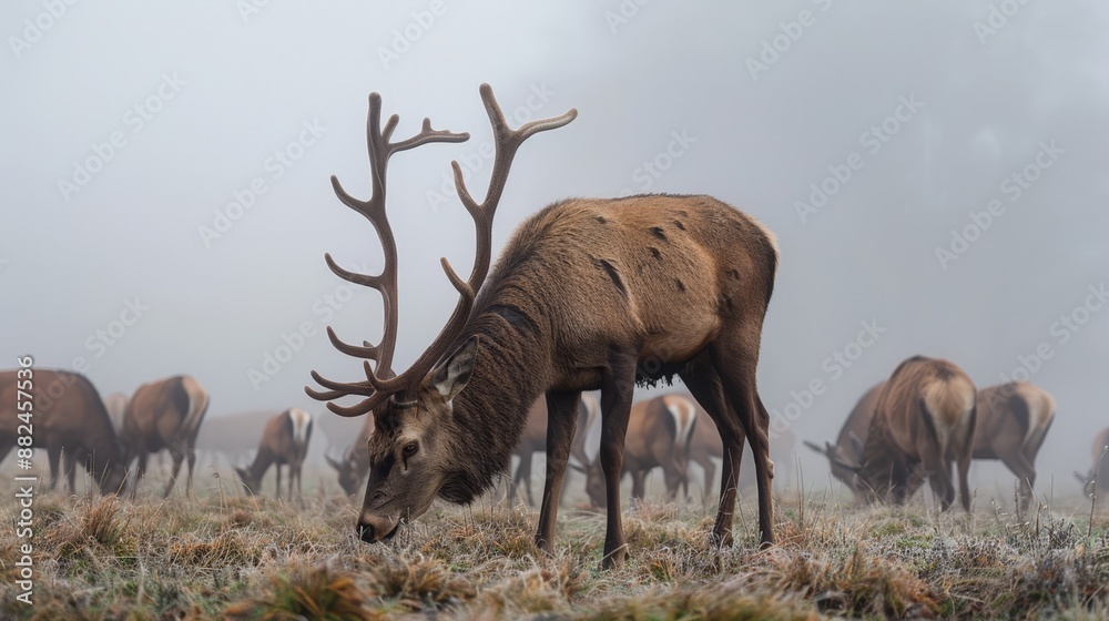 Fototapeta premium Majestic Elk Grazing in Foggy Meadow.