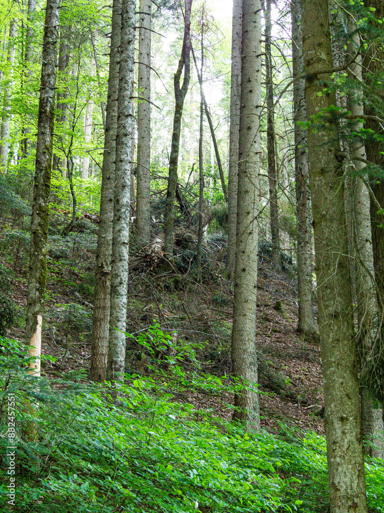 Obraz premium jungle