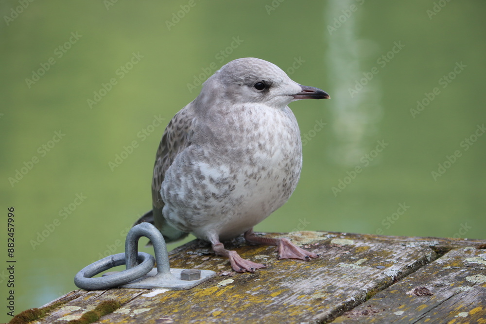 Fototapeta premium Sweden. The Caspian gull (Larus cachinnans) is a large gull and a member of the herring and lesser black-backed gull complex.