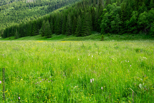 Fototapeta Naklejka Na Ścianę i Meble -  Mała Łąka Valley, Zakopane. Green meadow with wildflowers and a pine forest in the background.