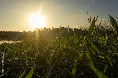 Amanhecer no meio do pântano / Sunrise in the middle of a swamp photo