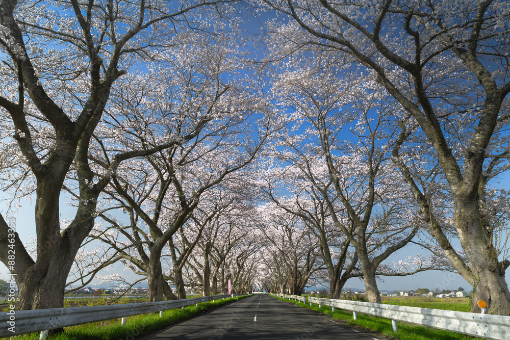 Obraz premium 日本のみなみかた千本桜ドライブロード満開の桜のトンネル
