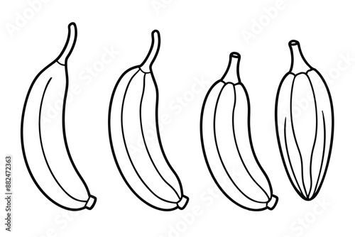 Plantains Line Art Sketch Drawing