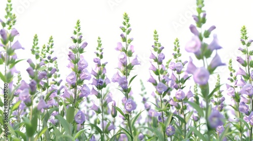 A beautiful field of purple flowers under a clear white sky, suitable for use as a peaceful and serene background image