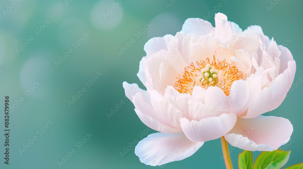 Serene Peony Bloom in Soft Focus Nature Photography. Elegant Peony Flowerhead Amidst Tranquil Green Background Serene Peony Bloom in Soft Focus Nature Photography. Elegant Peony Flowerhead Amidst Tranquil Green Background