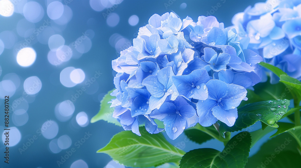 Beautiful Blue Hydrangea Flowers. Dewdrops on Lush Green Leaves