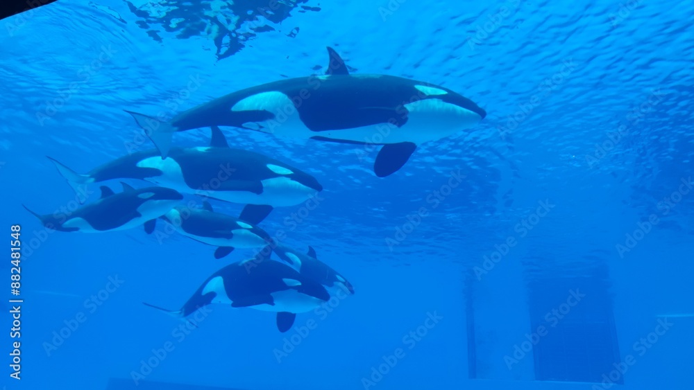 Obraz premium dolphin in aquarium