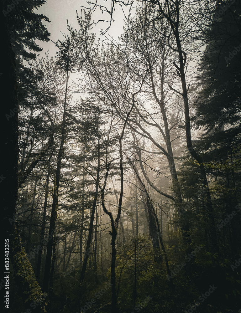 Naklejka premium Foggy crowd of trees