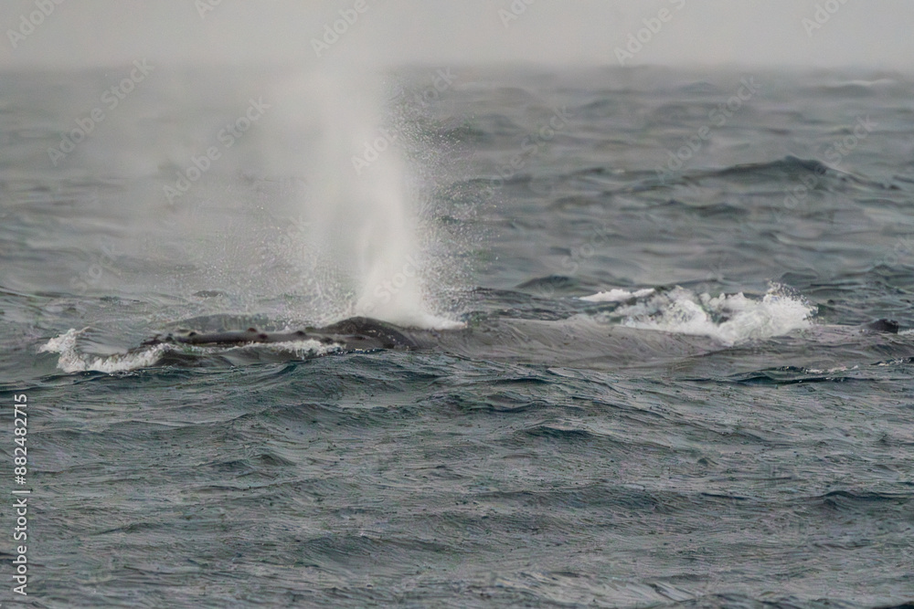 Naklejka premium Humpback whale migrating north tor the winter months