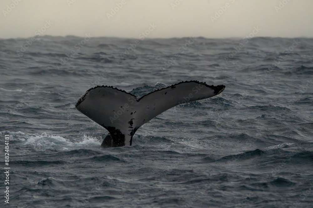 Fototapeta premium Humpback Whale Tail Above the water in Australia on a rainy moody day