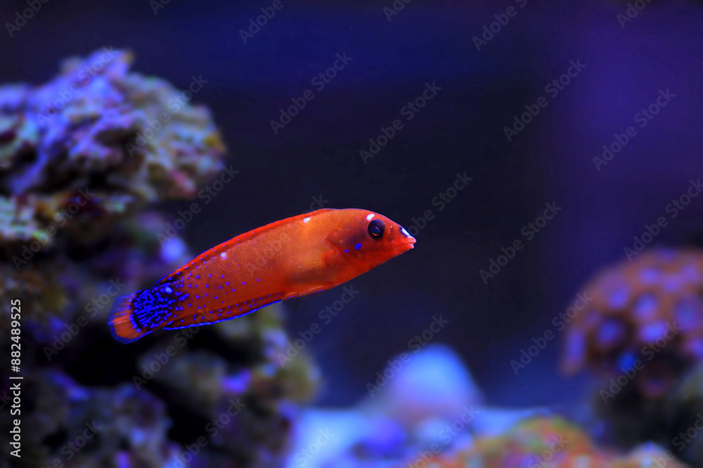 Obraz premium Red Coris Wrasse - (Coris gaimard) 
