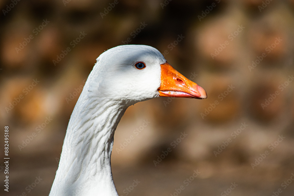 portrait of a goose portrait of a goose