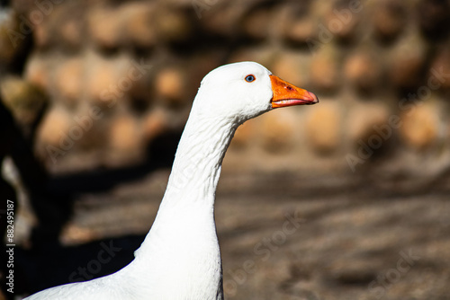 white goose portrait