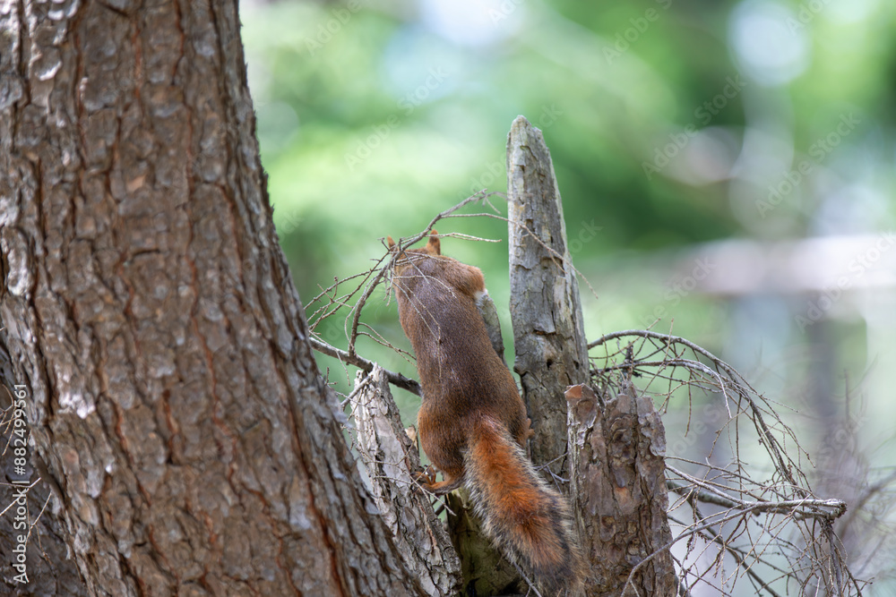 Fototapeta premium A red squirrel in a tree in an Ontario forest.
