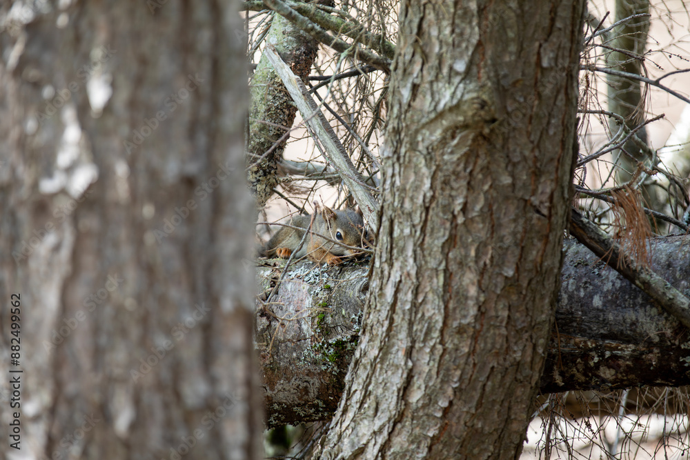 A red squirrel in a tree in an Ontario forest. A red squirrel in a tree in an Ontario forest.