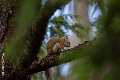 A red squirrel in a tree in an Ontario forest.