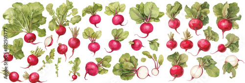 beet root watercolor clipart