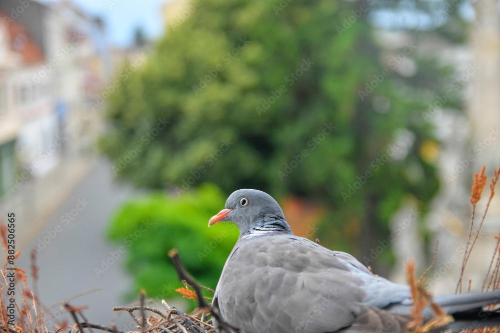 Nesting doves. View of a pigeon nesting on a window sill. Life of birds of prey in the city Nesting doves. View of a pigeon nesting on a window sill. Life of birds of prey in the city