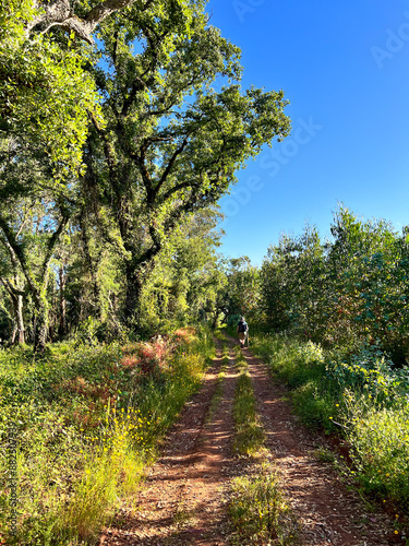 Obraz na płótnie footpath wtih pilgrim on the sandy path at the camino de santiago, Portuguese way of the St. James way in Portugal w salonie