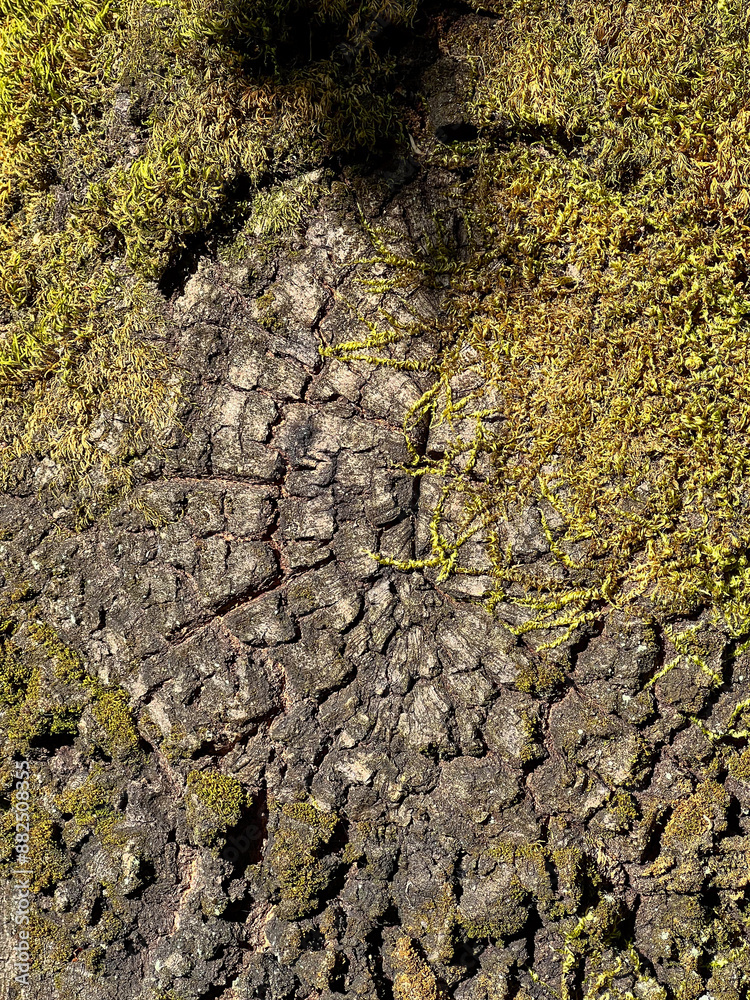 old wood texture with moss at the camino de santiago, Portuguese way of the St. James way in Portugal old wood texture with moss at the camino de santiago, Portuguese way of the St. James way in Portugal