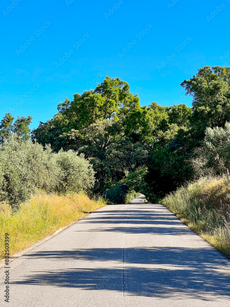 long paved asphalt road trough the woods on the pilrimage to santiago de compostela, Portuguese way of the St. James way