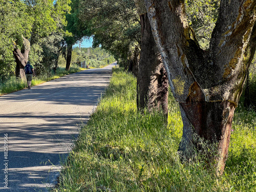 long paved asphalt road trough the woods on the pilrimage to santiago de compostela, Portuguese way of the St. James way photo