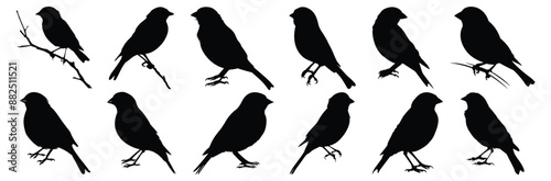 Bird silhouettes set, pack of vector silhouette design, isolated background