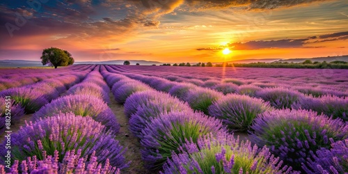 Vibrant lavender field glowing in the sunset light, lavender, field, sunset, purple, vibrant, nature, flowers, plants