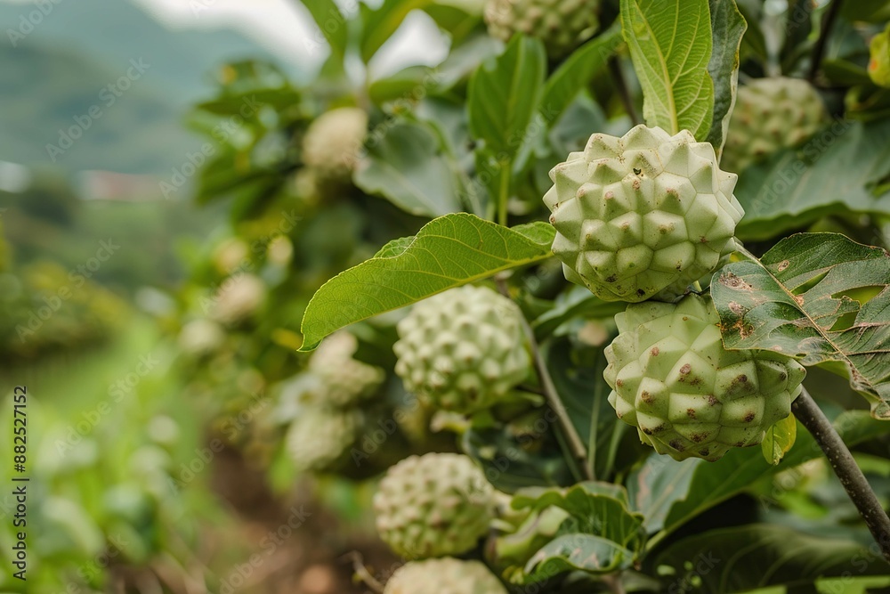 custard apple farm custard apple farm