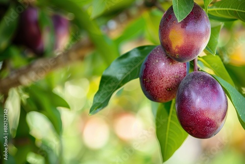 cocoplum farm