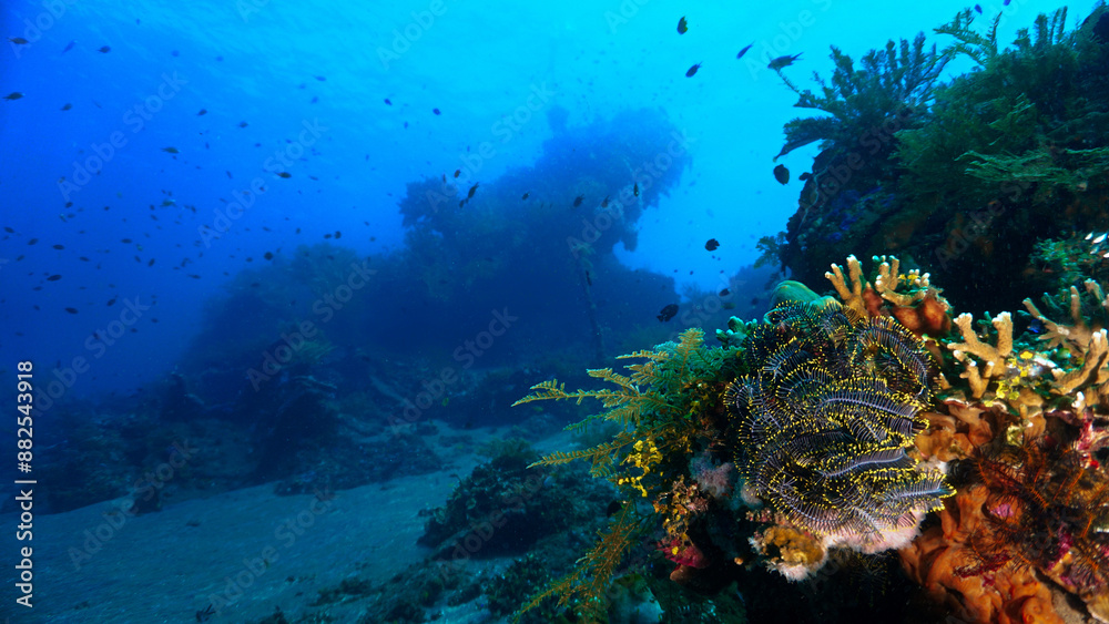 Naklejka premium nderwater photo of the Japanese wreck from World War Two. From a scuba dive in Bali, Indonesia, Asia.