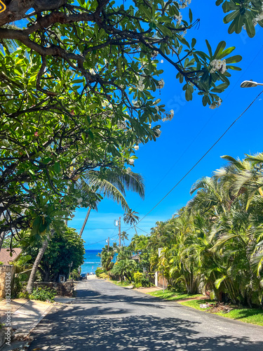 trees near the beach beachwalk walkway blue day image photo